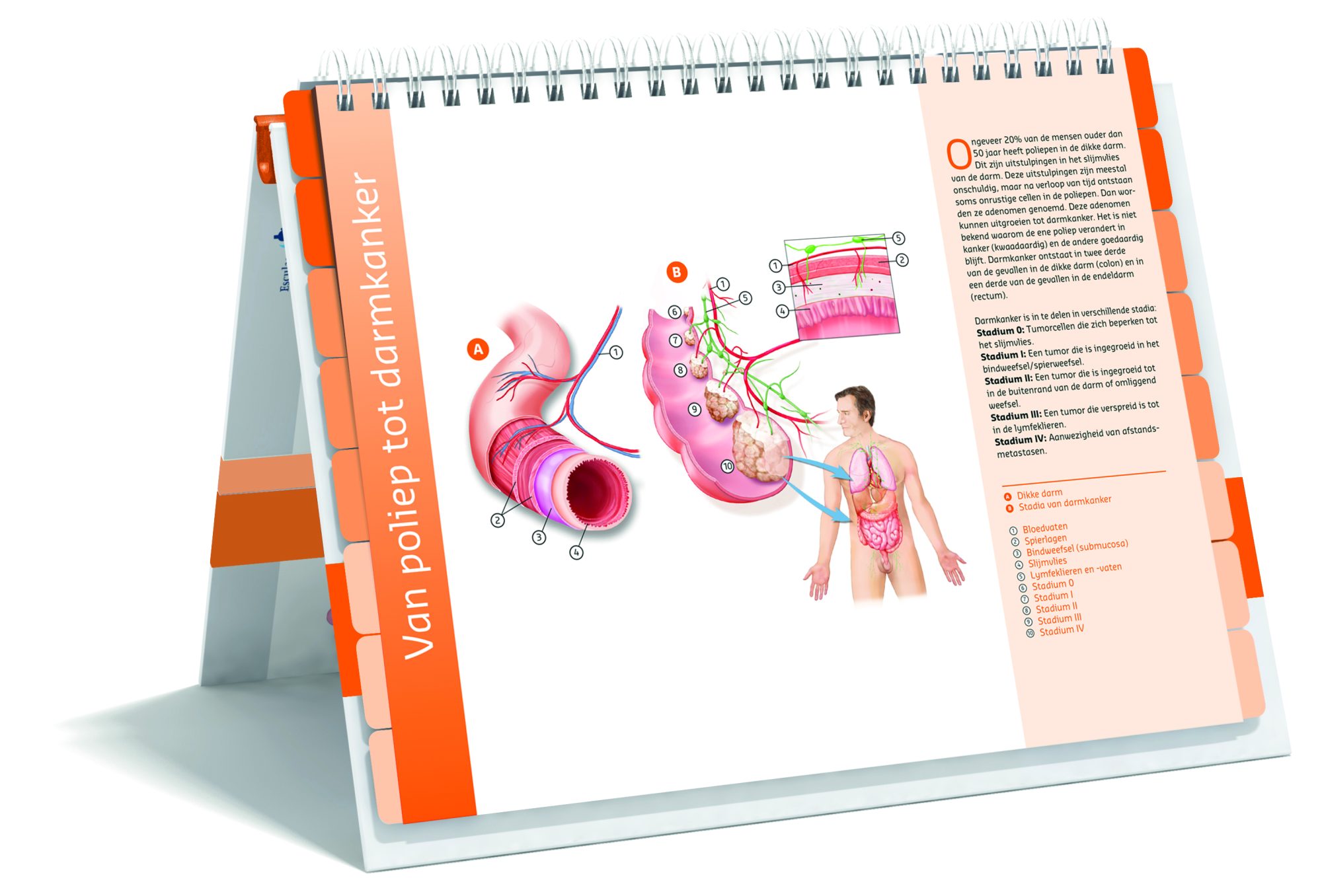 Zorgatlas Dikkedarm En Endeldarmkanker NL